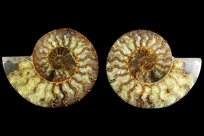 Agate Replaced Ammonite Fossil - Madagascar #158303